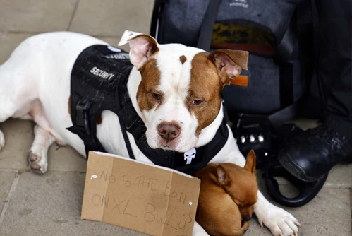 Veterinarian examining a dog in Chula Vista clinic